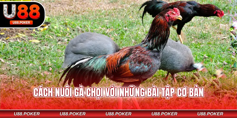 Cách Nuôi Gà Chọi - Chế Độ Huấn Luyện Bài Bản, Khoa Học Cách nuôi gà chọi với những bài tập cơ bản