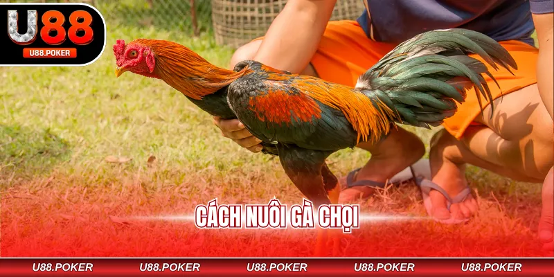 Cách Nuôi Gà Chọi - Chế Độ Huấn Luyện Bài Bản, Khoa Học cách nuôi gà chọi