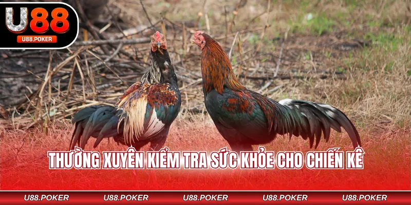 Cách Nuôi Gà Chọi - Chế Độ Huấn Luyện Bài Bản, Khoa Học Thường xuyên kiểm tra sức khỏe cho chiến kê